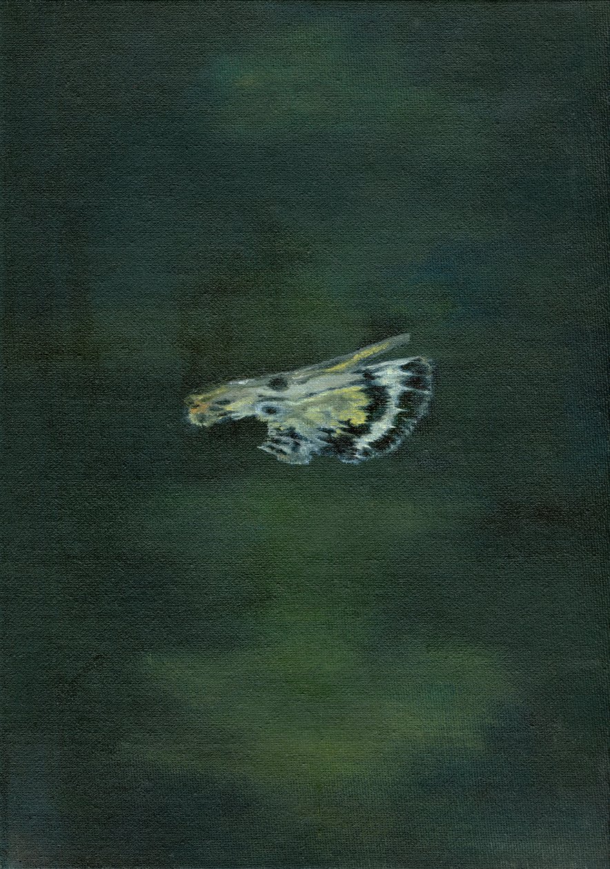 Güve Kanadı, 2014, by Bella Larsson