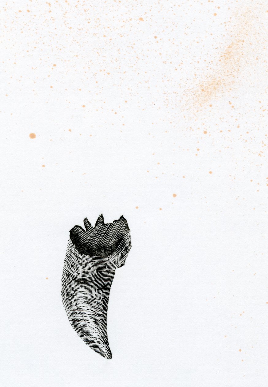 Tooth {Fay-erie Dust}, 2014 (wood engraving and ink on paper) by Bella Larsson
