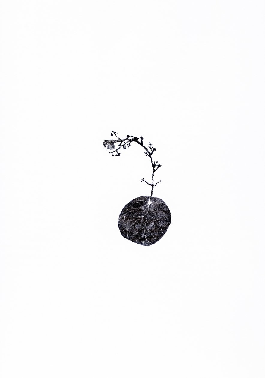 Tug, 2014 (kağıt üzerine ahşap gravür) by Bella Larsson