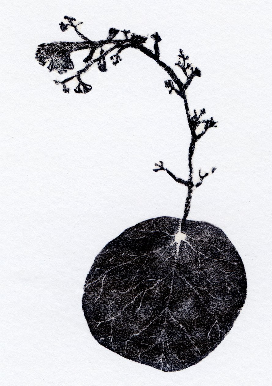 Liken Yaprağı, 2014 (Ahşap gravür, kağıt üzerine kolaj) by Bella Larsson