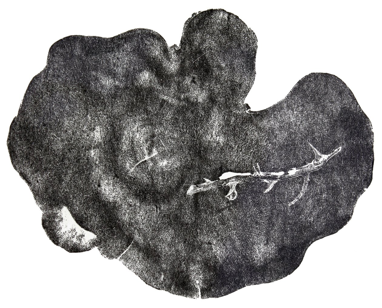 Morgondagg, 2014 (kağıt üzerine ahşap gravür) by Bella Larsson