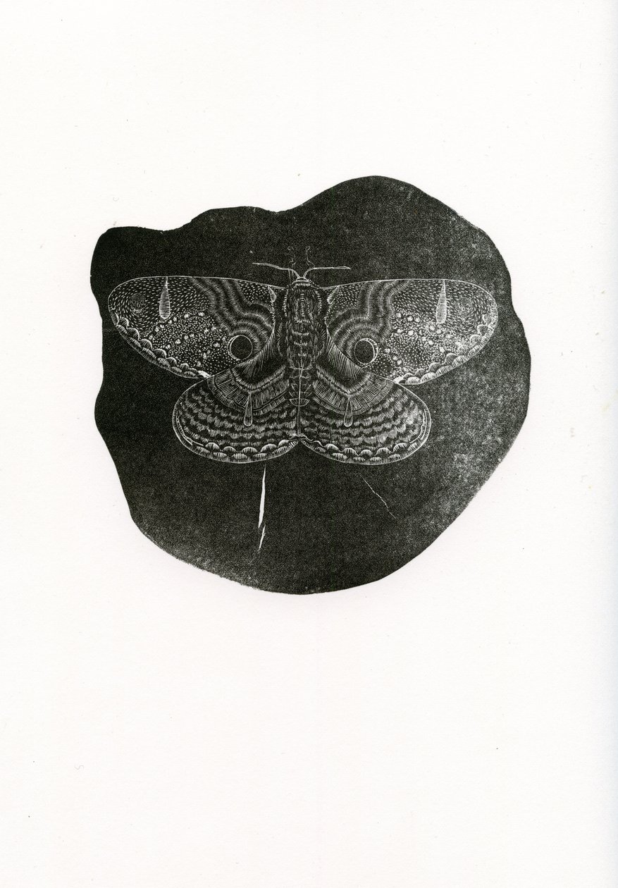 Gece Kelebeği, 2016, (kağıt üzerine ahşap gravür) by Bella Larsson