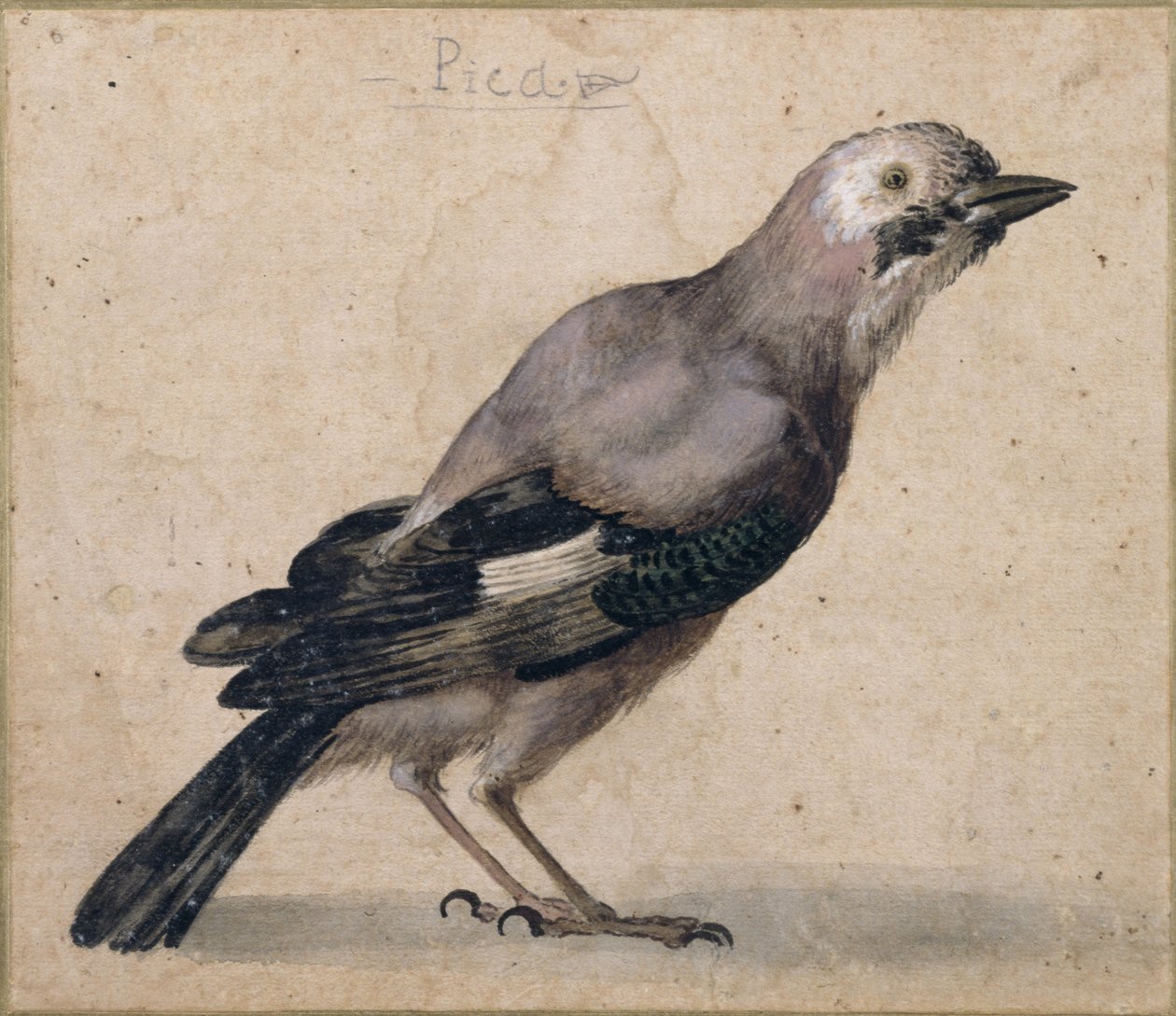 Bir Jay by Benedetto Luti