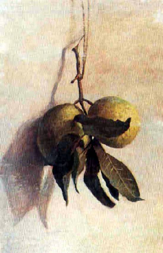 GuavanPortekizce: Guavabasn by Benedito Calixto