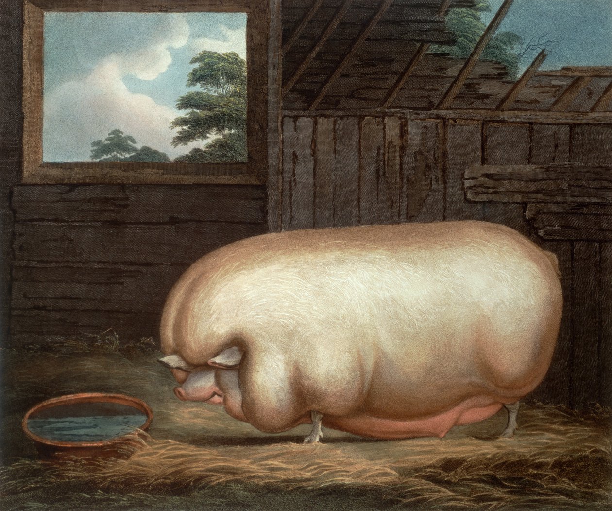 Bu Olağanüstü Hayvan..., John Whessel (c.1760-1823), 1808 tarafından oyulmuş by Benjamin Gale