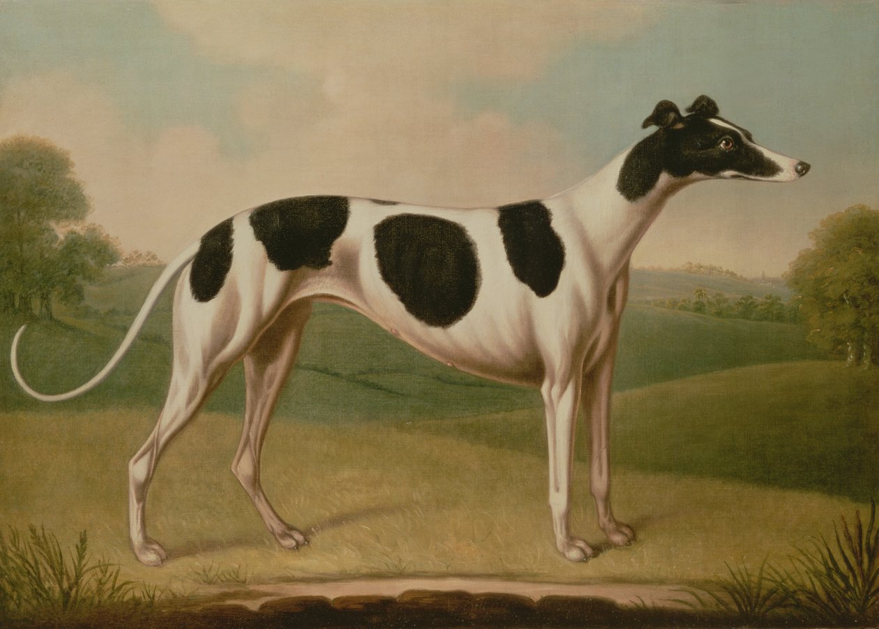Tazı, 1800 by Benjamin Killingbeck
