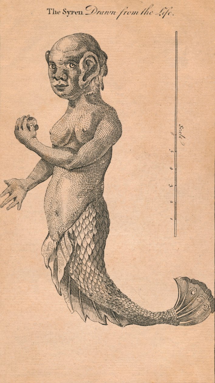 Hayattan Çizilen Siren, 1759 by Benjamin Cole