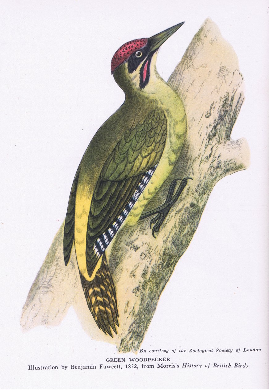 Green Woodpecker, İngiltere
