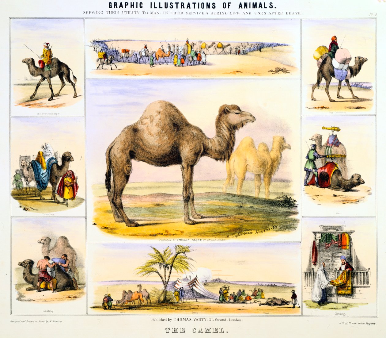 Deve, c1850 by Benjamin Waterhouse Hawkins