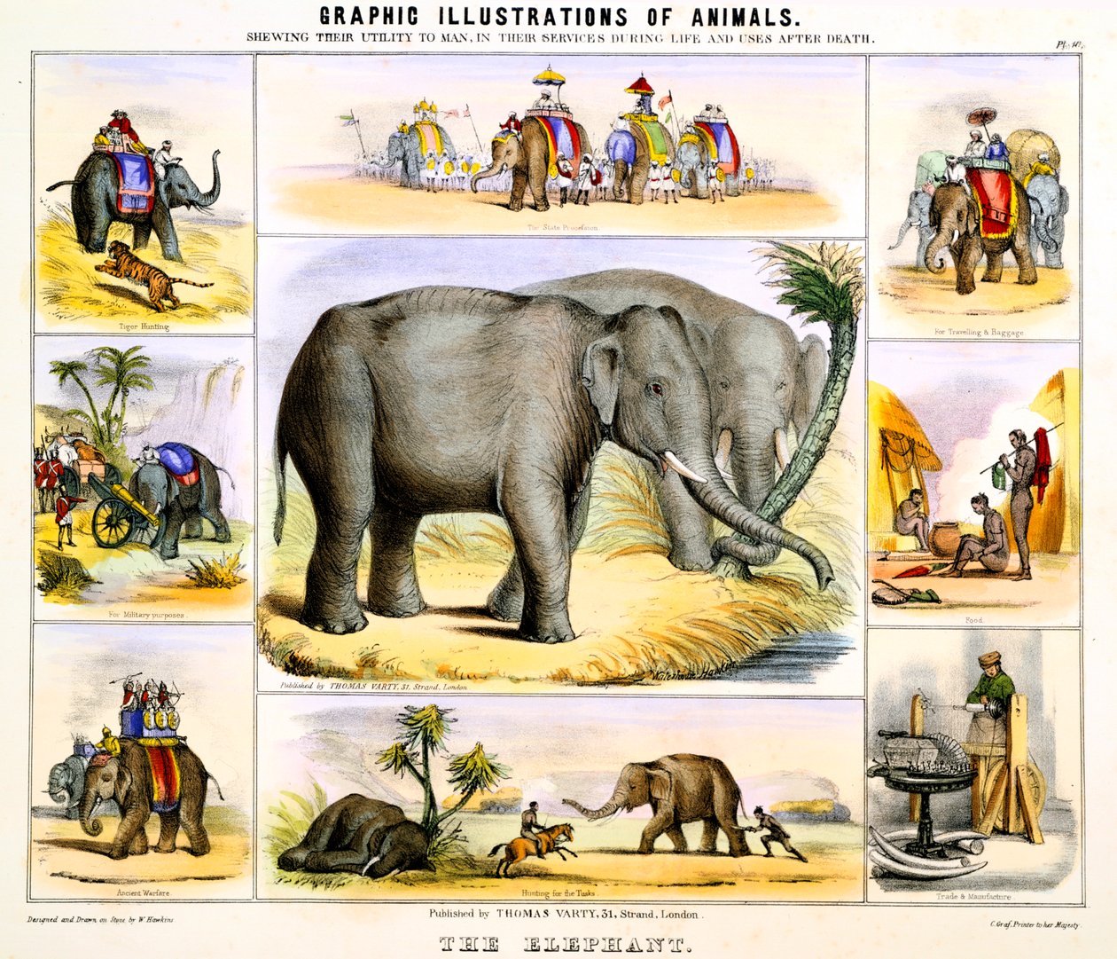 Fil, c1850 by Benjamin Waterhouse Hawkins