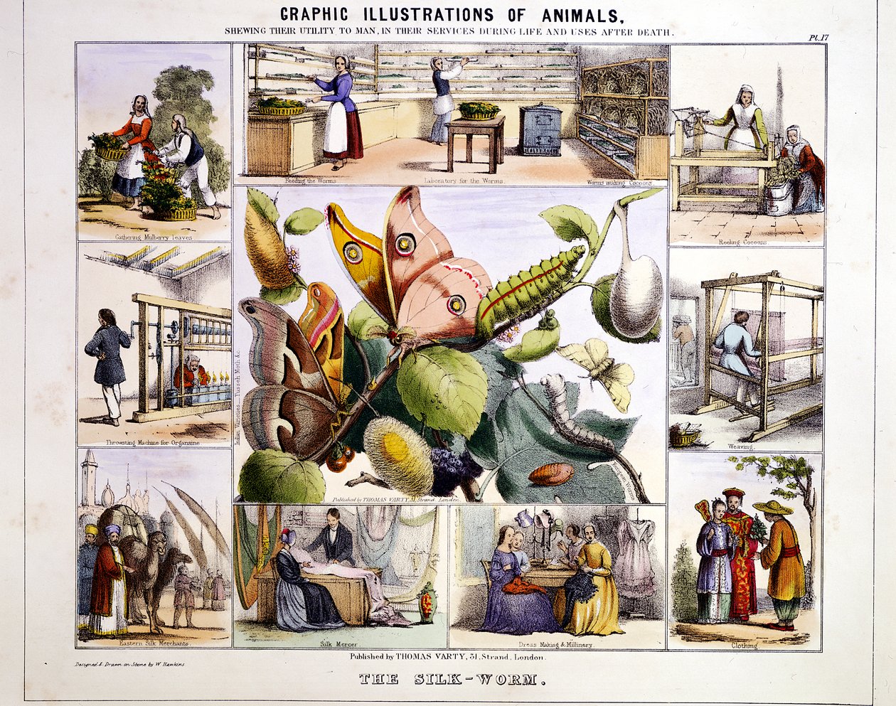 İpek Solucanı, c1850 by Benjamin Waterhouse Hawkins