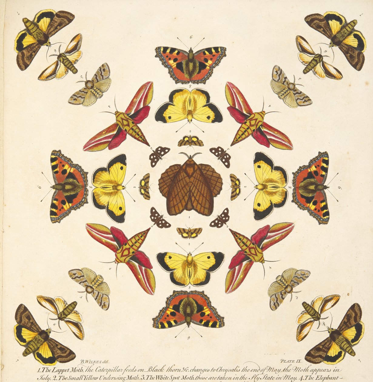 A Rare Depiction of Butterflies and Moths