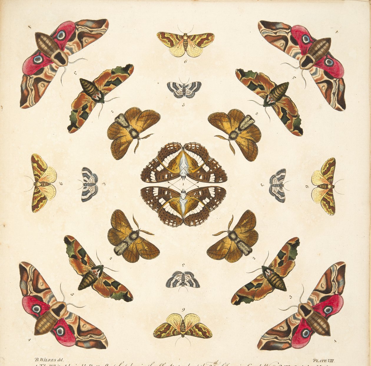 A Rare Depiction of Butterflies and Moths, pub. 1764 (el renkli gravür) by Benjamin Wilkes