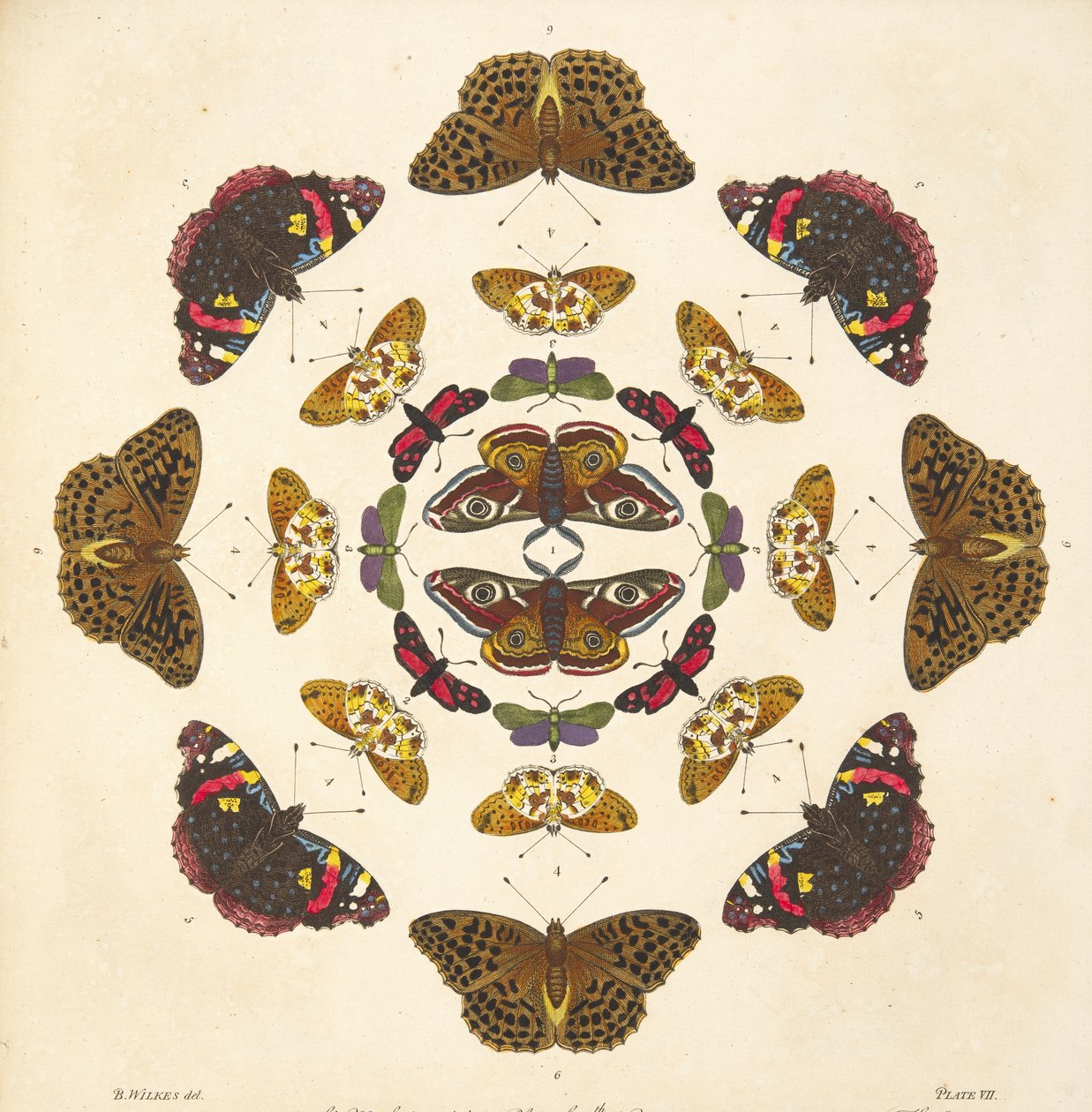 Levha VII