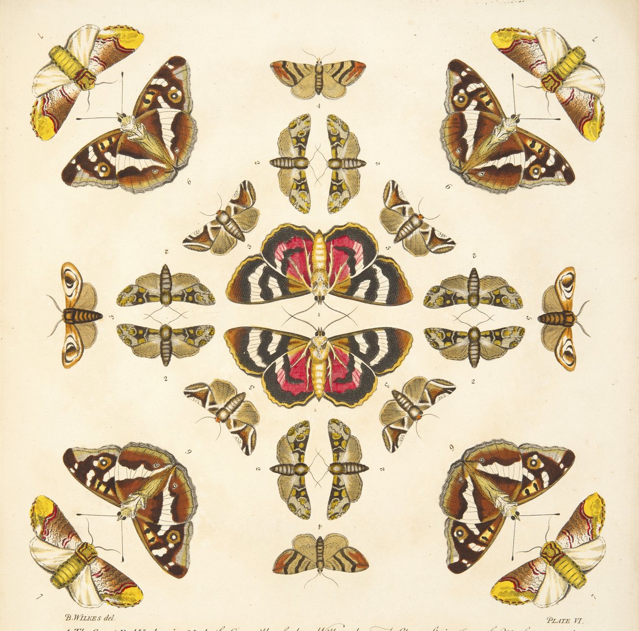 A Rare Depiction of Butterflies and Moths, pub. 1764 (el renkli gravür) by Benjamin Wilkes