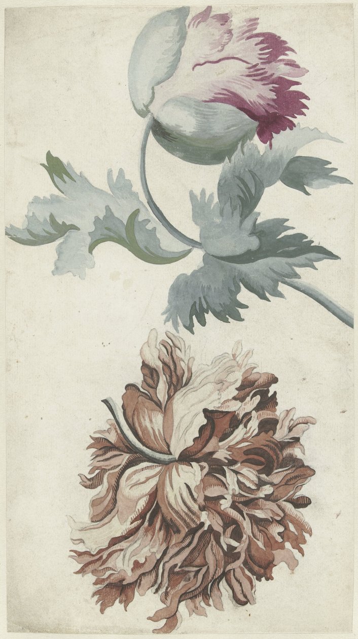 Papaver by Bernard Picart