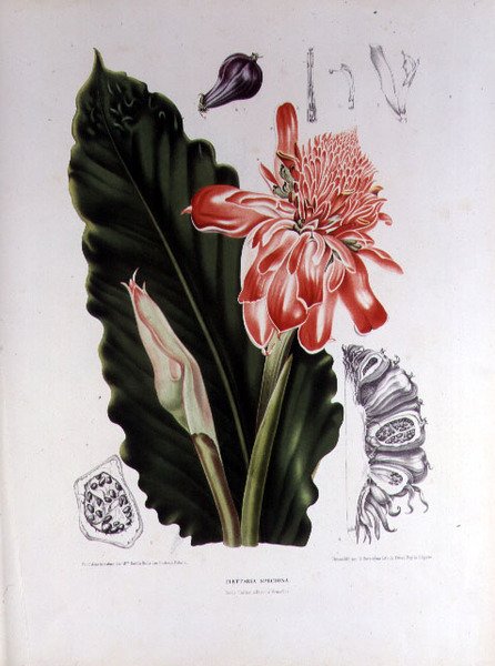 Elettaria Speciosa, G. Severeyns tarafından oyulmuş 