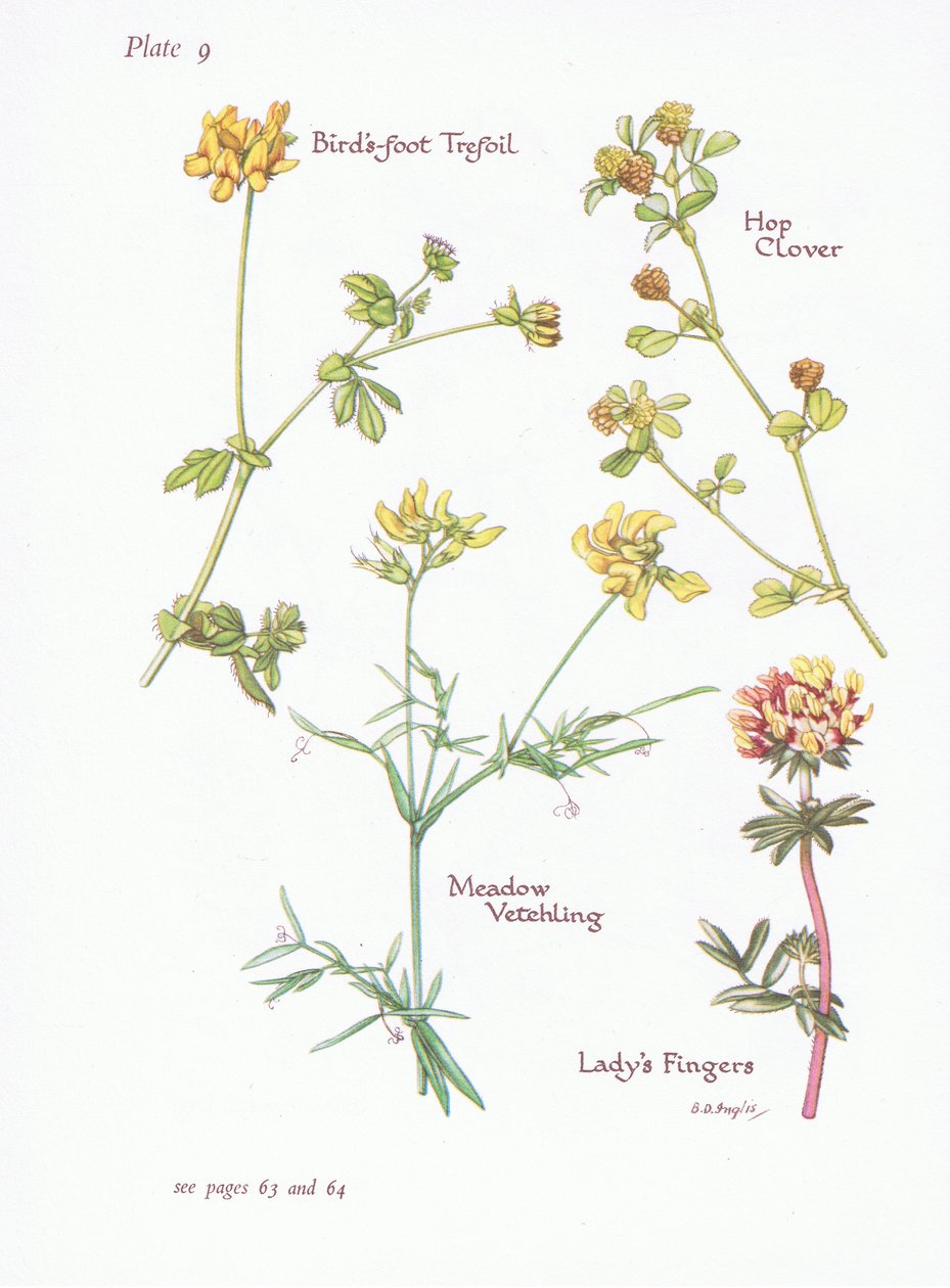Birds Foot Trefoil, Ladys Fingers, Hop Clover, Meadow Vetchling, 1951 by Bessie D. Inglis
