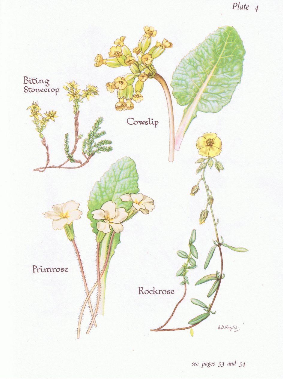 Isıran Stonecrop veya Wall Pepper, Cowslip, Rockrose, Primrose, 1951 by Bessie D. Inglis