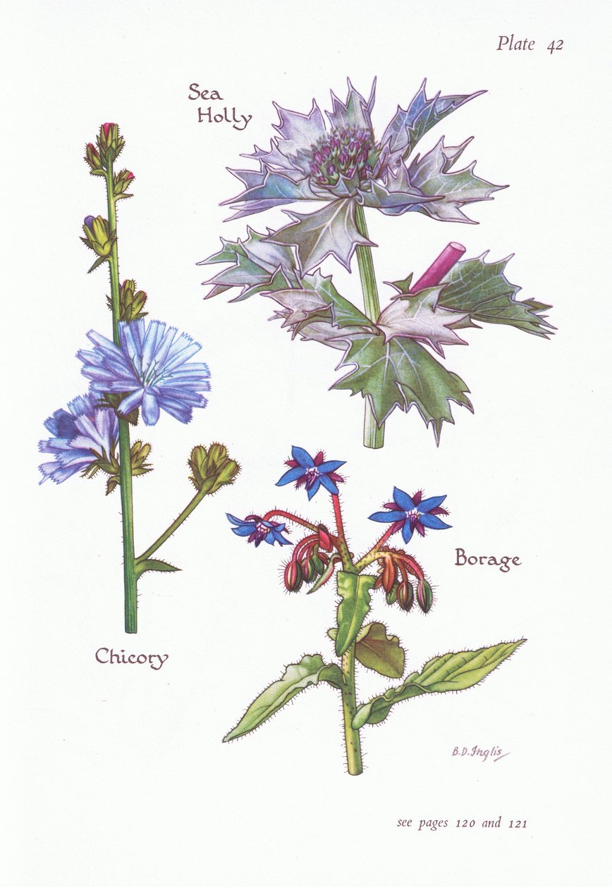 Hindiba veya Succory, Sea Holly, Borage, 1951 by Bessie D. Inglis