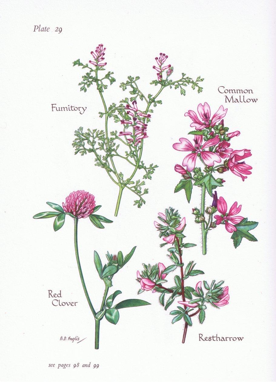 Ebegümeci, Restharrow, Fumitory, Red Clover, 1951 by Bessie D. Inglis