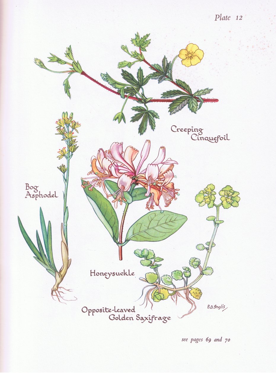 Sürünen Cinquefoil, Bataklık Asphodel, Hanımeli veya Odunsuyu, Karşısında Yapraklı Altın Saxifrage, 1951 by Bessie D. Inglis