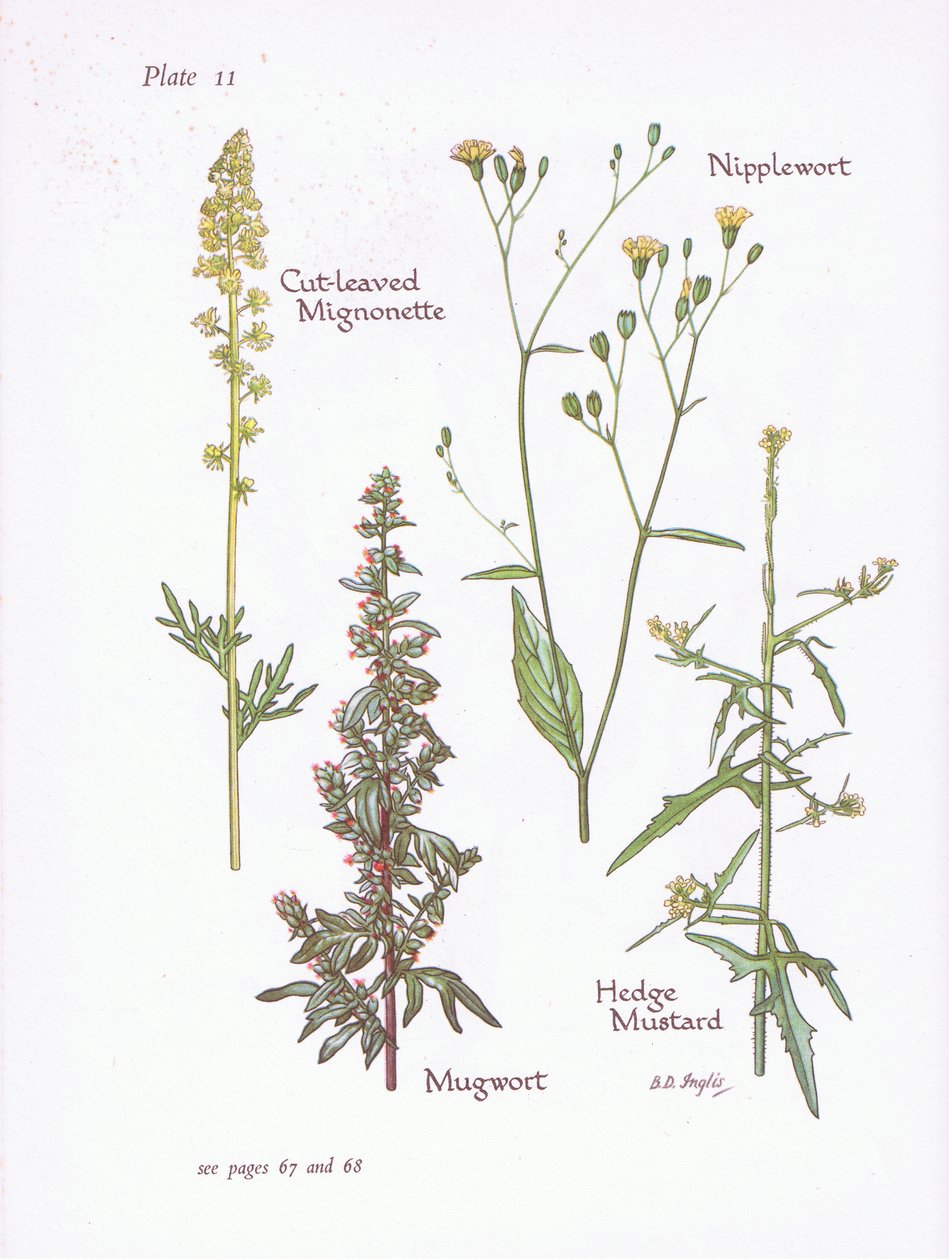 Kesilmiş Mignonette, Mugwort, Nipplewort, Hedge Hardal, 1951 by Bessie D. Inglis