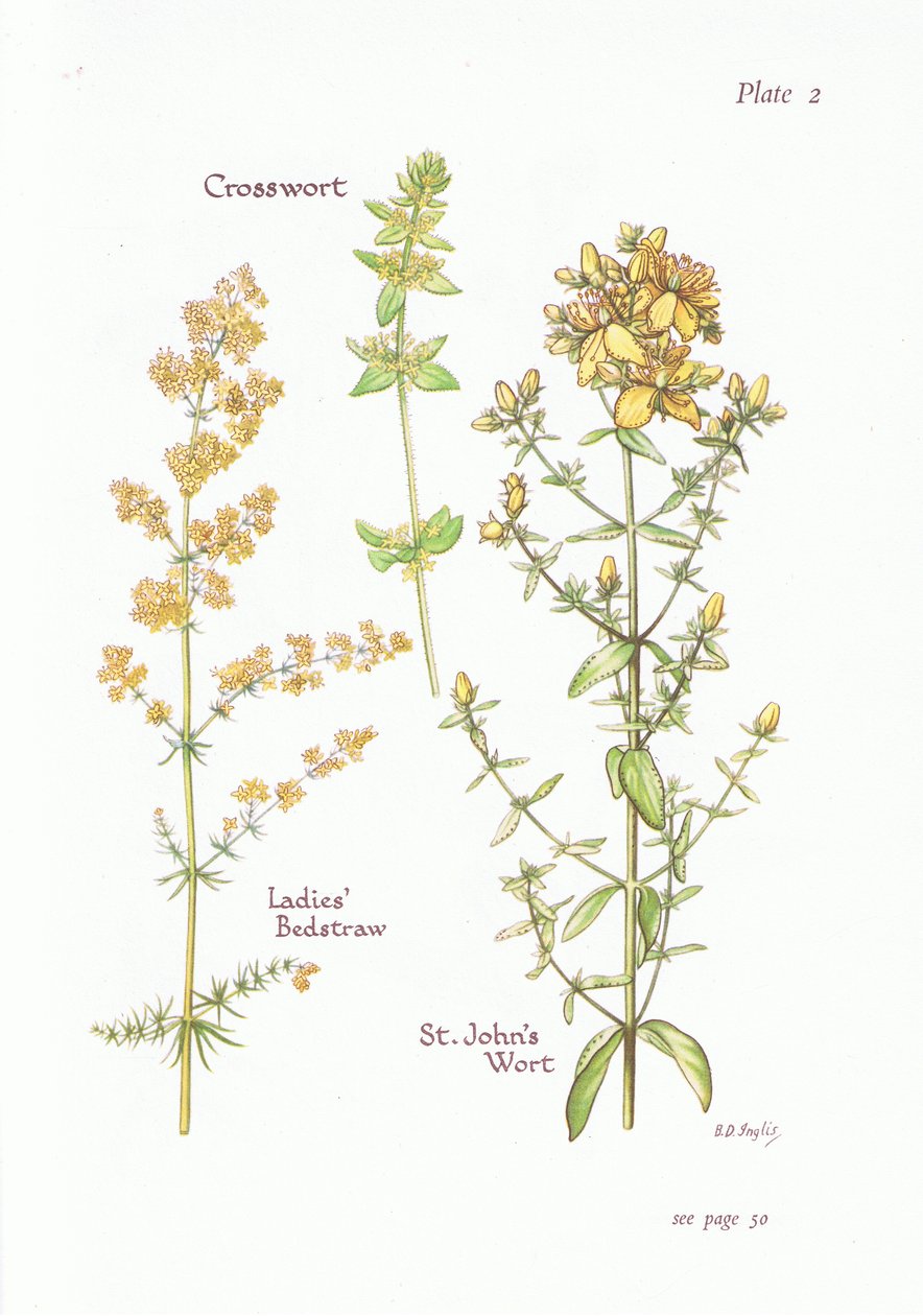 Bayanlar Bedstraw, Crosswort, St Johns Wort, 1951 by Bessie D. Inglis