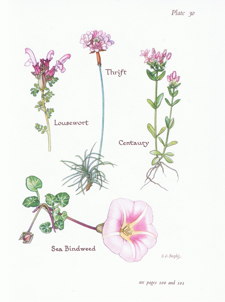 Lusewort, Tasarruf veya Deniz Pembesi, Kantaron, Deniz Gülsuyu , 1951 by Bessie D. Inglis