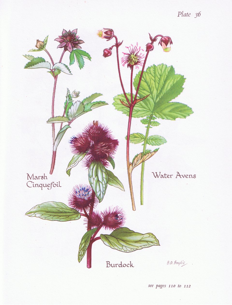 Marsh Cinquefoil, Dulavratotu, Su Avens, 1951 by Bessie D. Inglis