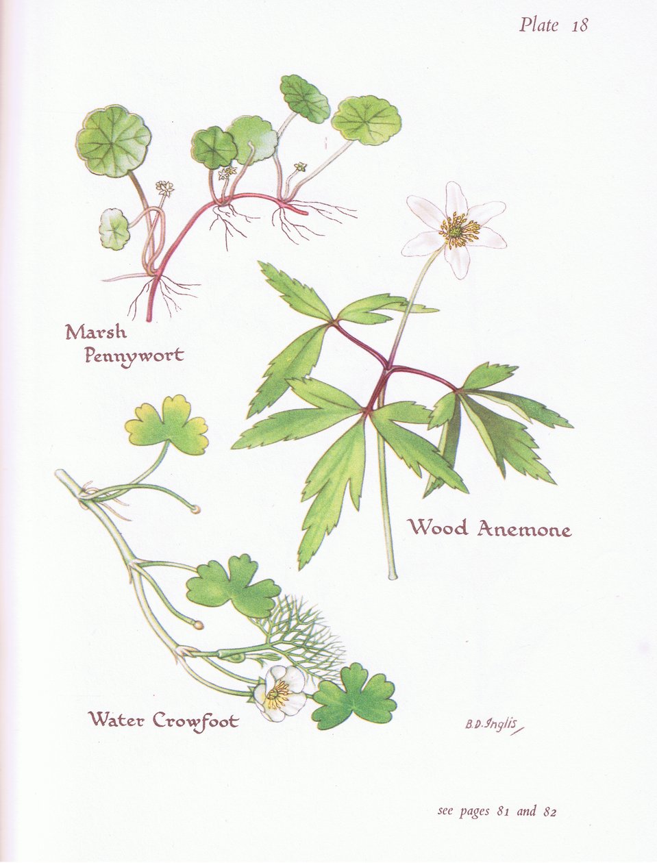 Marsh Pennywort, Ahşap Anemon, Su Crowfoot, 1951 by Bessie D. Inglis