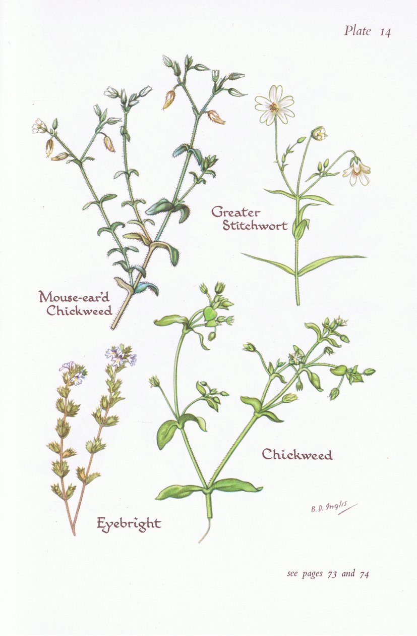 Fare Kulaklı Chickweed, Greater Stitchwort, Chickweed, Eyebright, 1951 by Bessie D. Inglis
