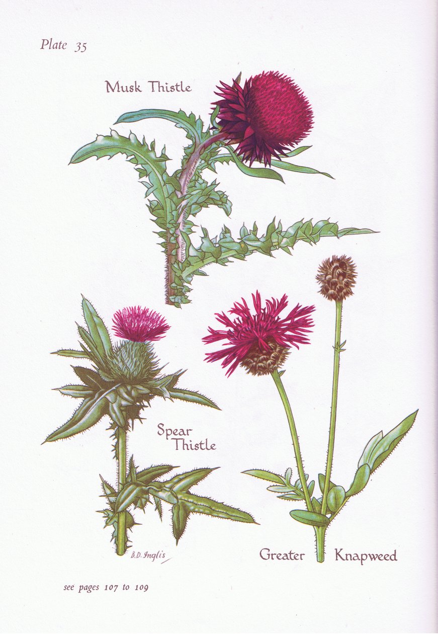 Misk Devedikeni, Mızrak Devedikeni, Büyük Knapweed, 1951 by Bessie D. Inglis