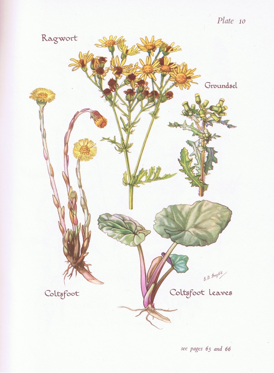 Ragwort, Groundsel, Ökseotu, 1951 by Bessie D. Inglis