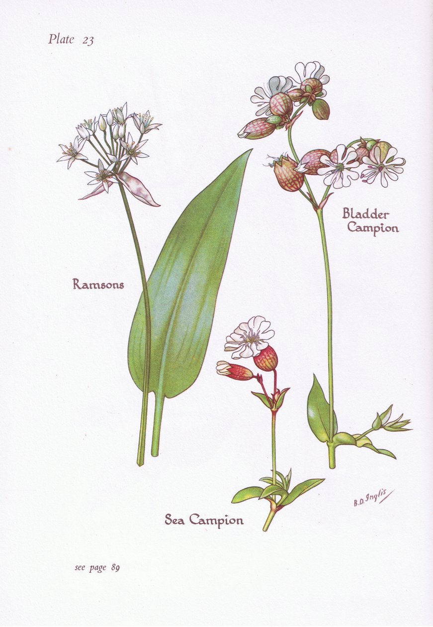 Ramsons, Mesane Kampı, Deniz Kampı, 1951 by Bessie D. Inglis