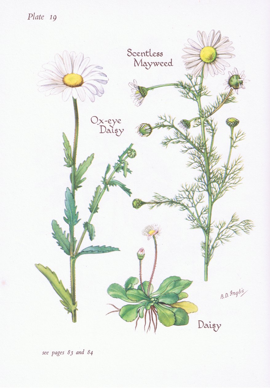 Kokusuz Mayweed, Papatya, Öküz Gözü Papatya, 1951 by Bessie D. Inglis