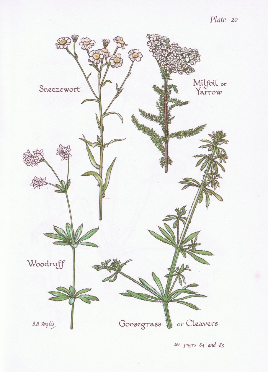 Sneezewort, Milfoil veya Civanperçemi, Woodruff, Goosegrass veya Cleavers, 1951 by Bessie D. Inglis