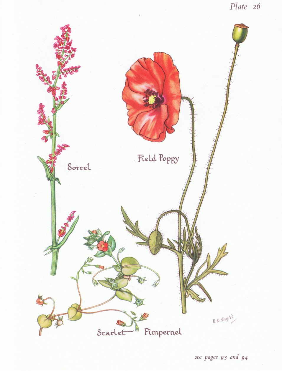 Kuzukulağı, Kızıl Pimpernel, Tarla Haşhaş, 1951 by Bessie D. Inglis