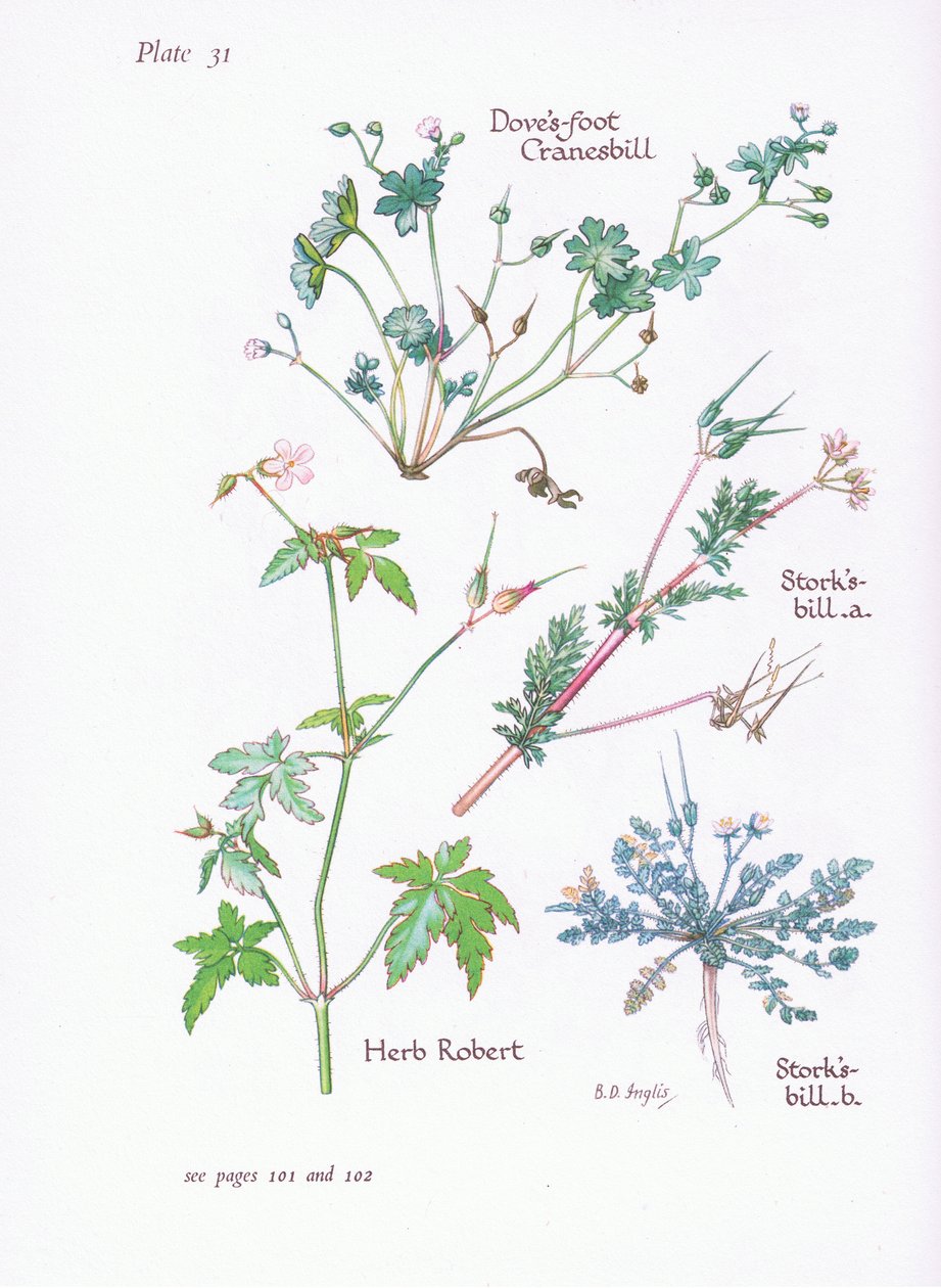 Leylek Bill, Güvercin Ayağı, Cranesbill, Herb Robert, 1951 by Bessie D. Inglis