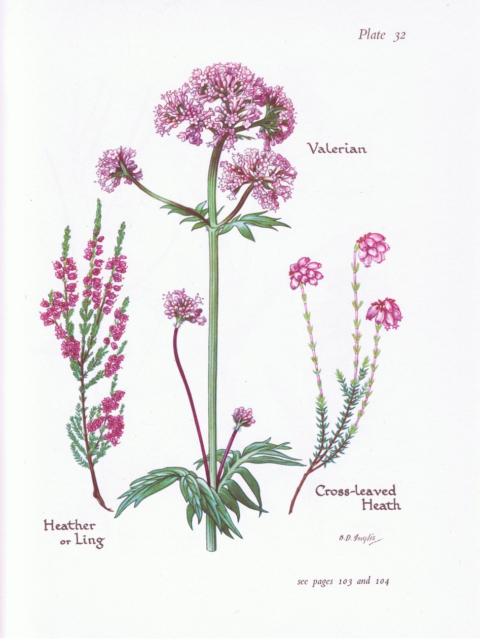 Kediotu, Heather veya Ling, Çapraz Yapraklı Heath, 1951 by Bessie D. Inglis