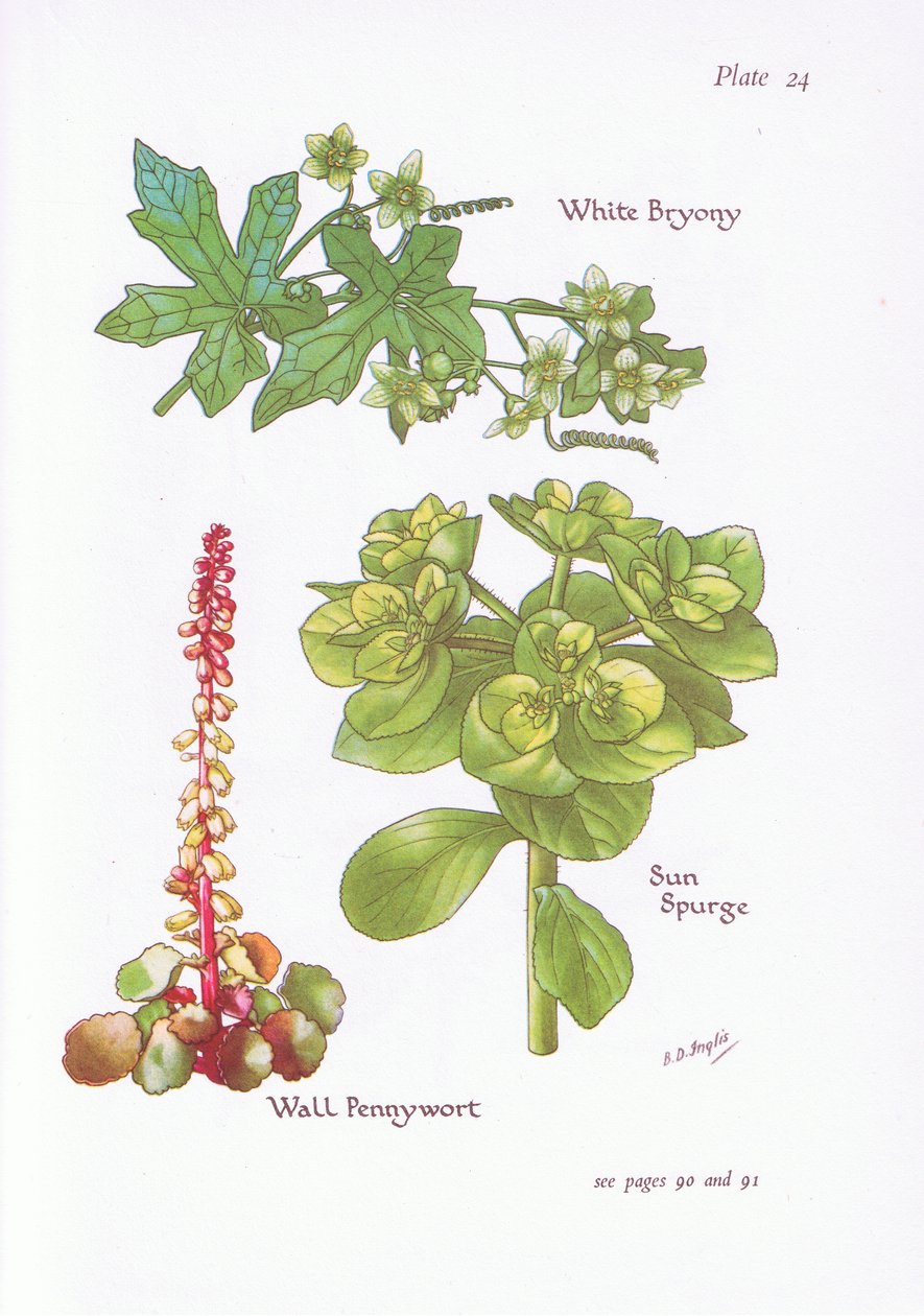 Beyaz Bryony, Sun Spurge, Duvar Pennywort, 1951 by Bessie D. Inglis
