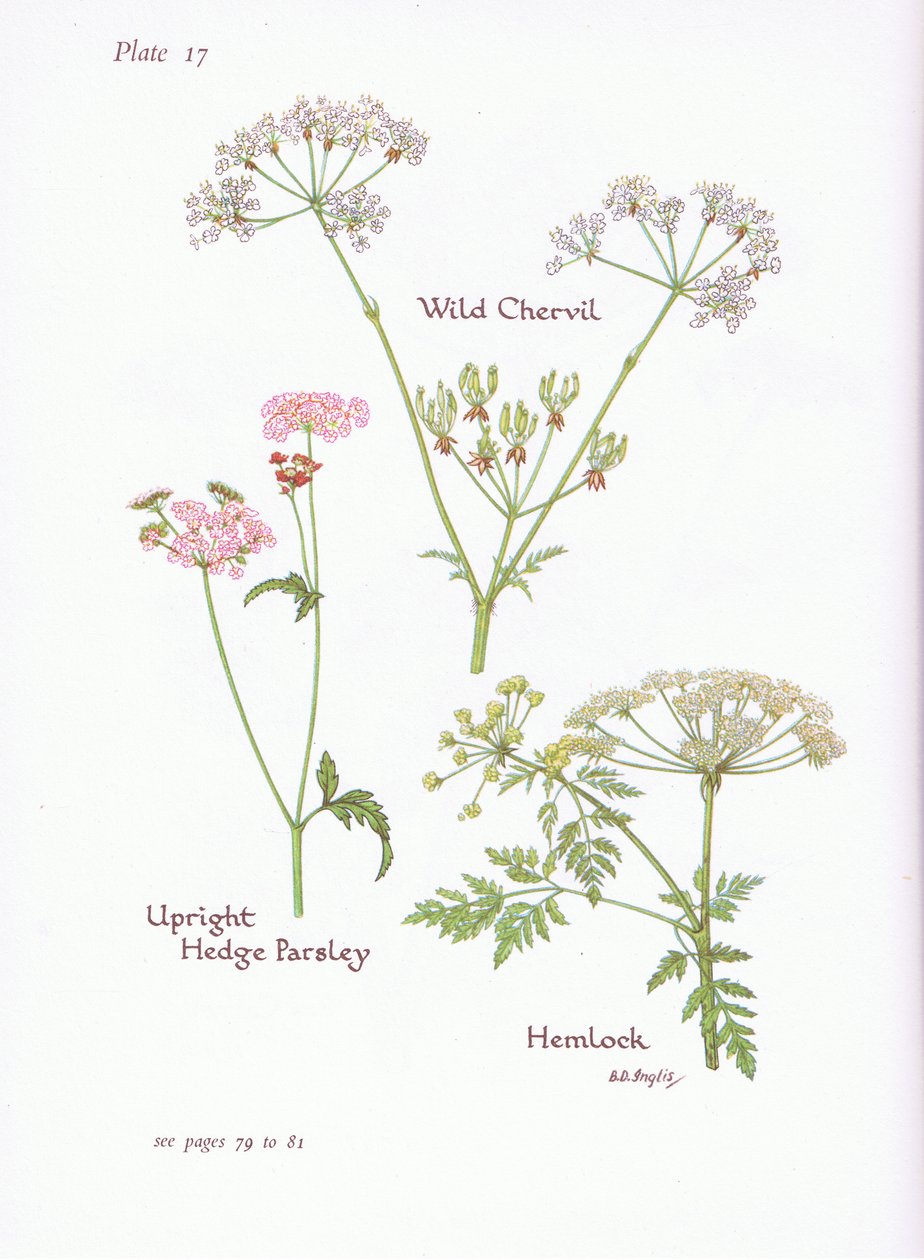 Yabani Chevril, Hemlock, Dik Çit Maydanoz, 1951 by Bessie D. Inglis