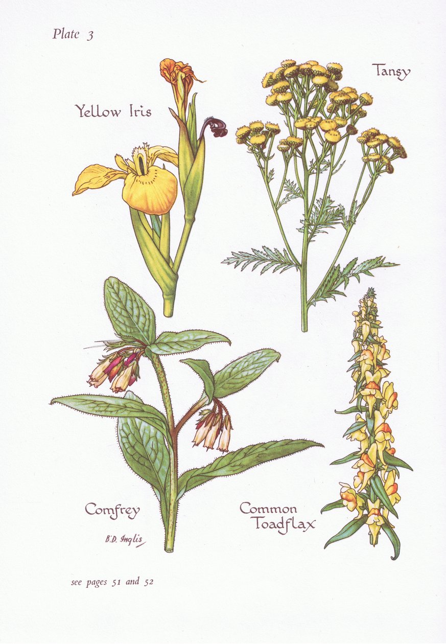 Sarı İris, Tansy, Karakafes, Ortak Toadflax, 1951 by Bessie D. Inglis