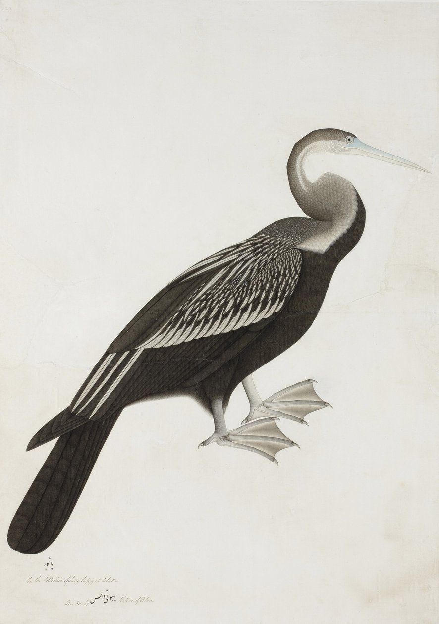 The Indian Darter veya Snake-bird (Anhinga melanogaster), c.1780 (kağıt üzerinde opak wc) by Bhawani Das