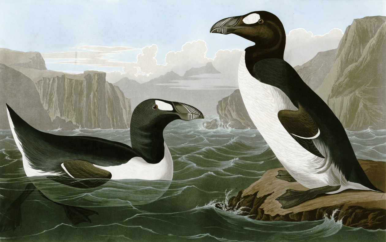 Büyük Auk by Bird Artist of America. John James Audubon