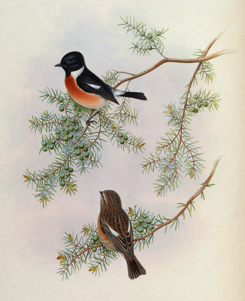 Saxicola maurus indicus, Juniperus formosana üzerinde. Asya Kuşları