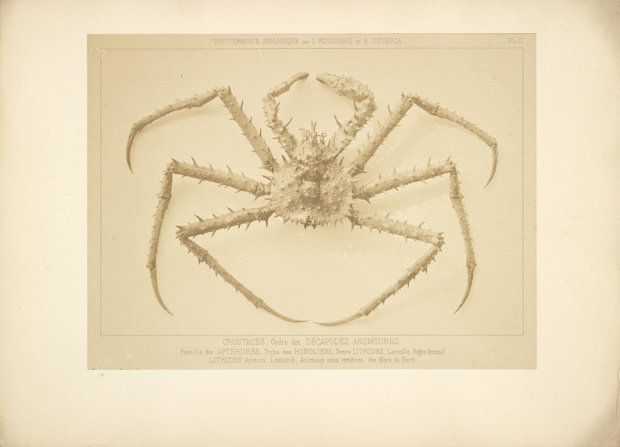  by Bisson Frères