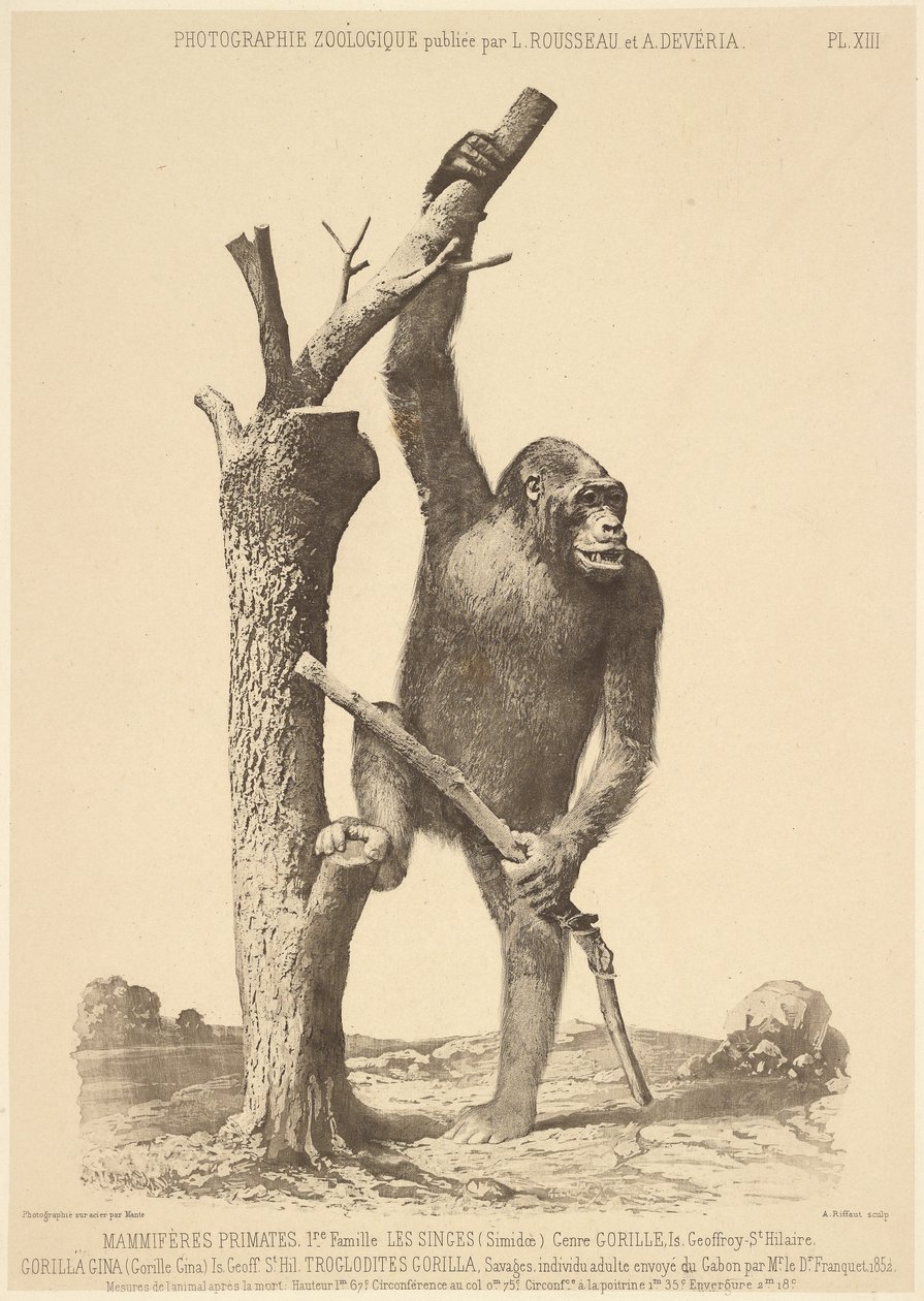  by Bisson Frères