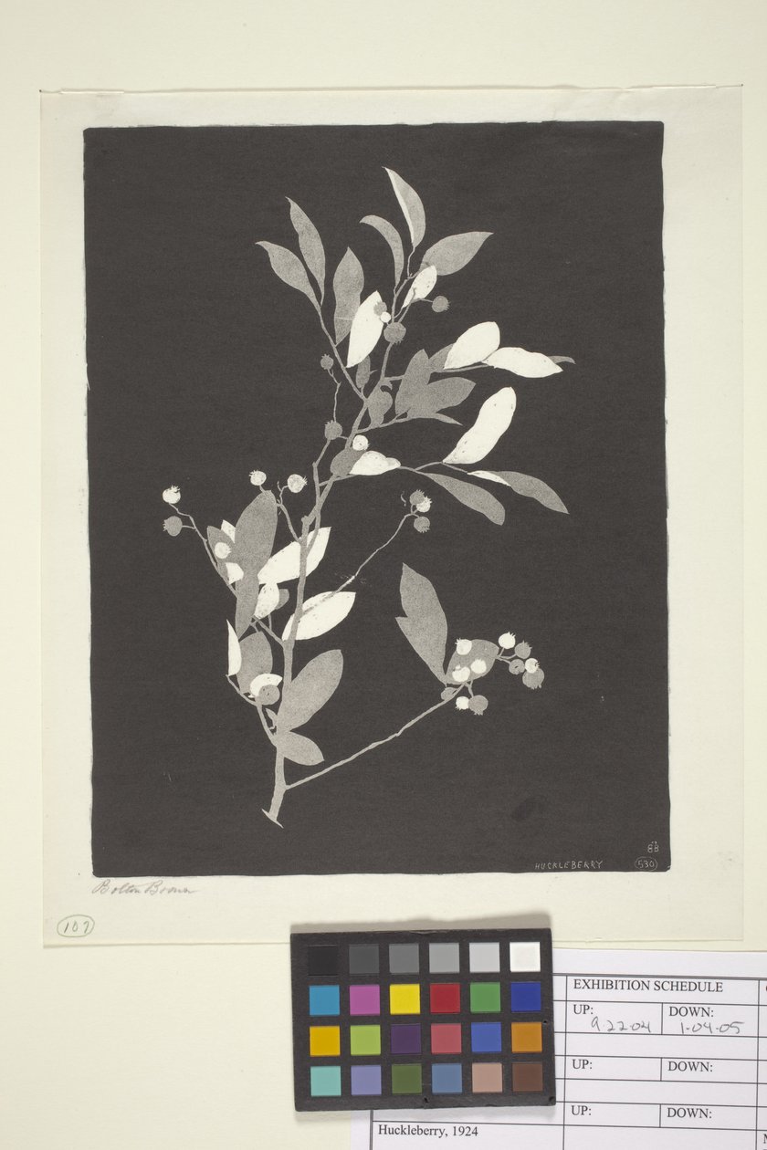 Huckleberry (kağıt üzerine mürekkep) by Bolton Coit Brown