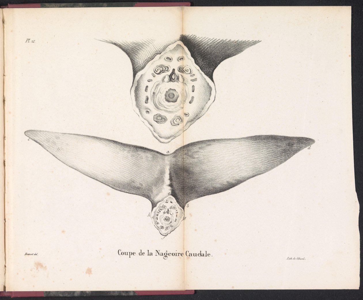 Balinanın kuyruk yüzgecinin kesiti, 1827 Coupe de la Nageoire Caudale (nesne üzerindeki başlık) by Bossuet